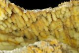 Agatized Fossil Coral Geode - Florida #188018-2